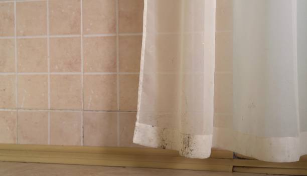 Best Mold Odor Removal Services  in Akron, IN