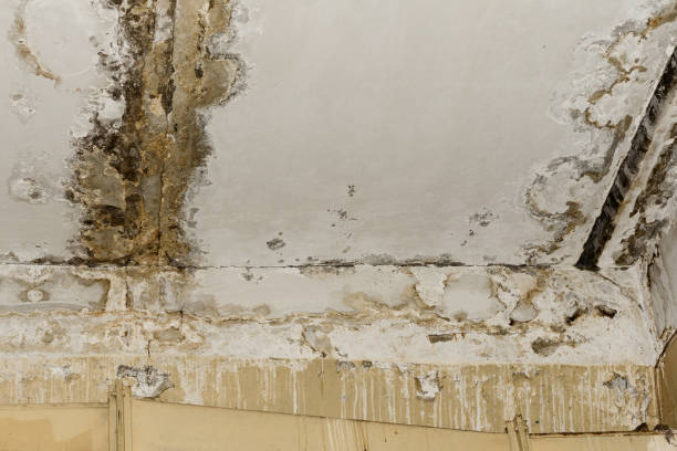 Best Attic Mold Removal  in Akron, IN