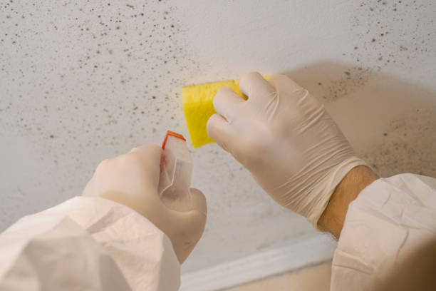 Best Post-Remediation Verification Testing  in Akron, IN