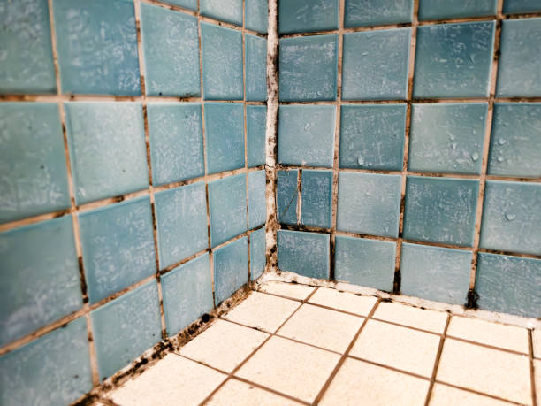 Best Environmental Consulting for Mold Prevention  in Akron, IN